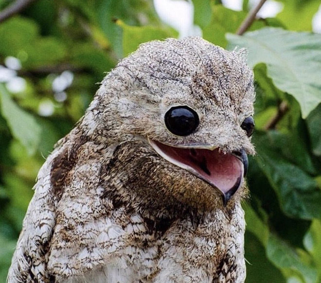 Potoo bird.