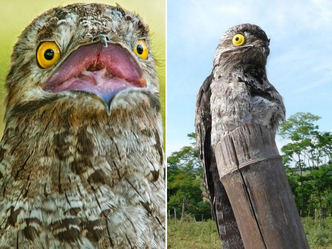 Potoo bird.