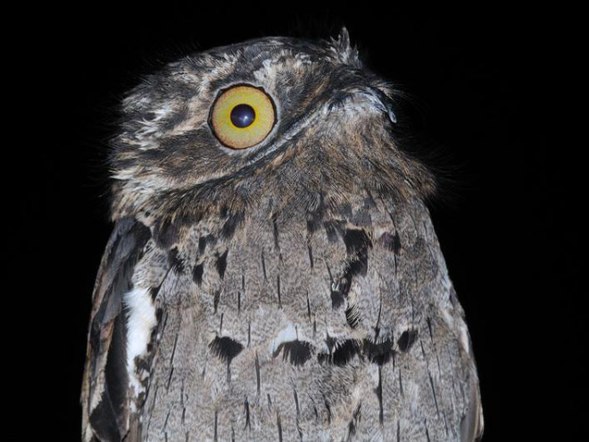 Potoo bird.