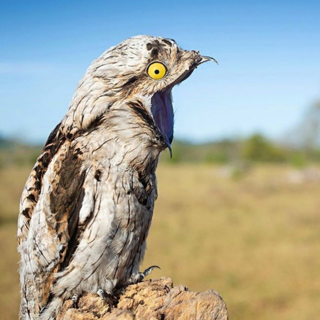 Potoo bird.