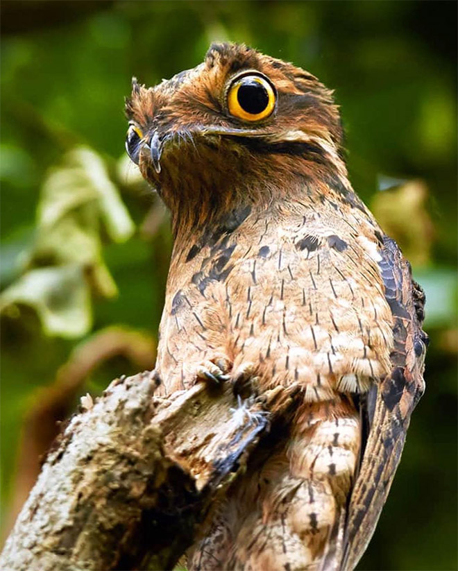 Potoo bird.