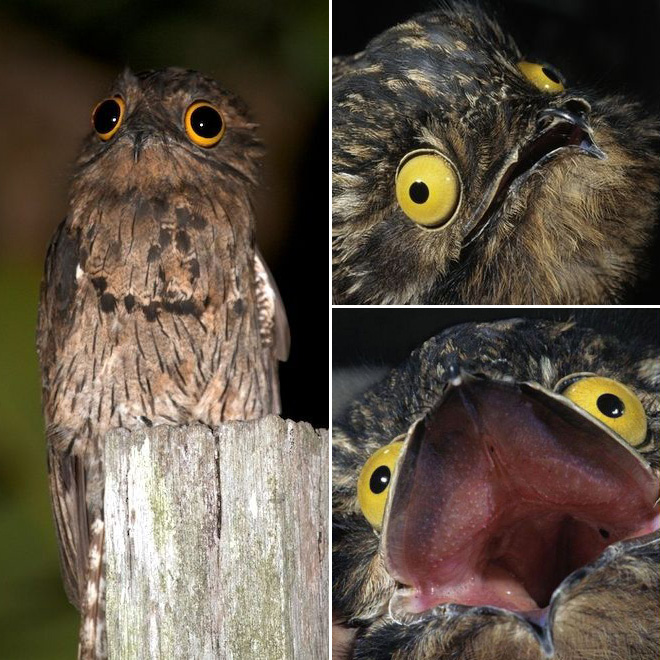 Potoo bird.