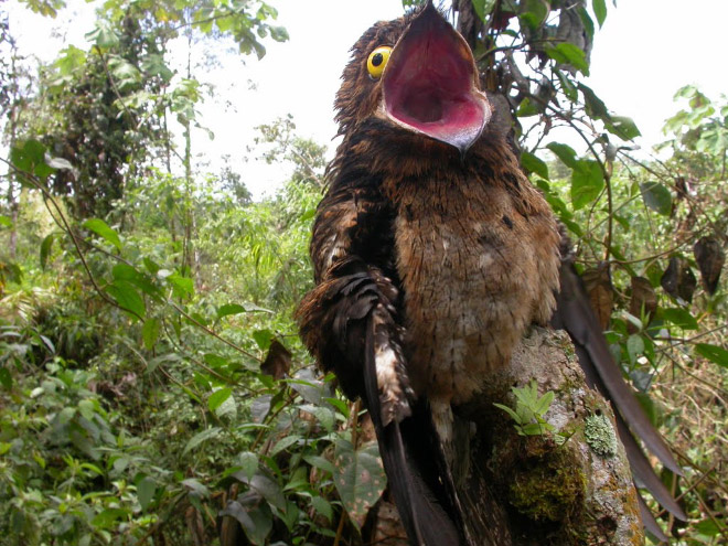 Potoo bird.