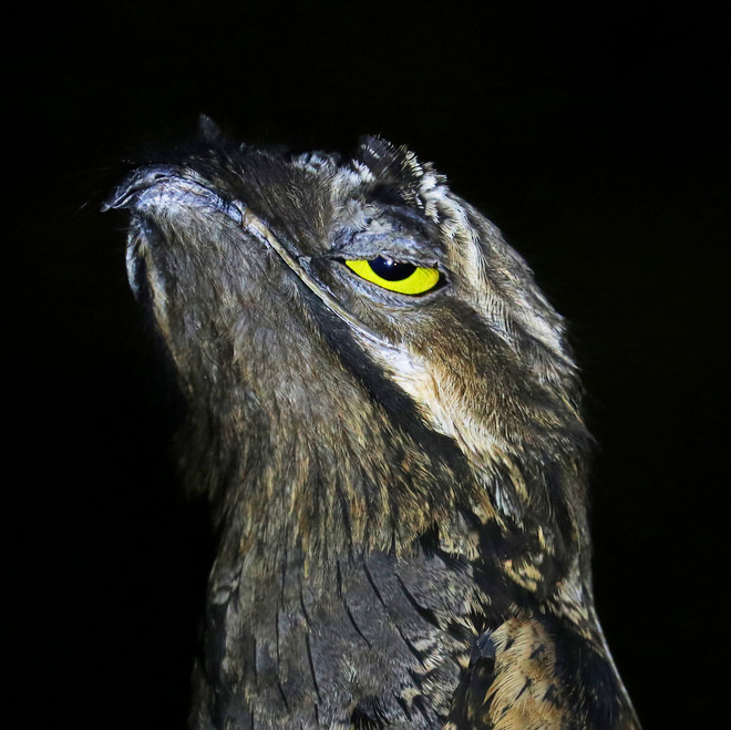 Potoo bird.