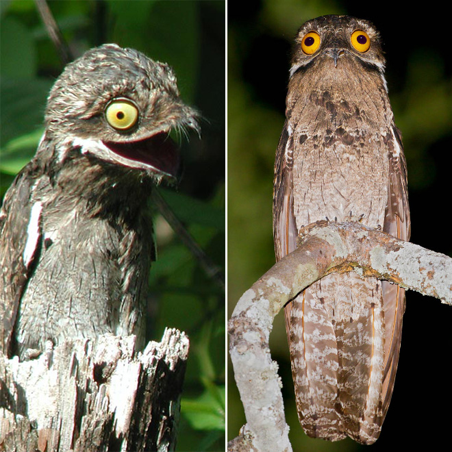 Potoo bird.