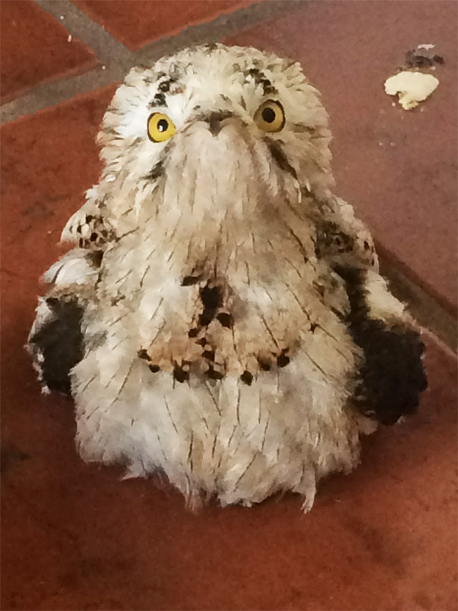 Potoo bird.