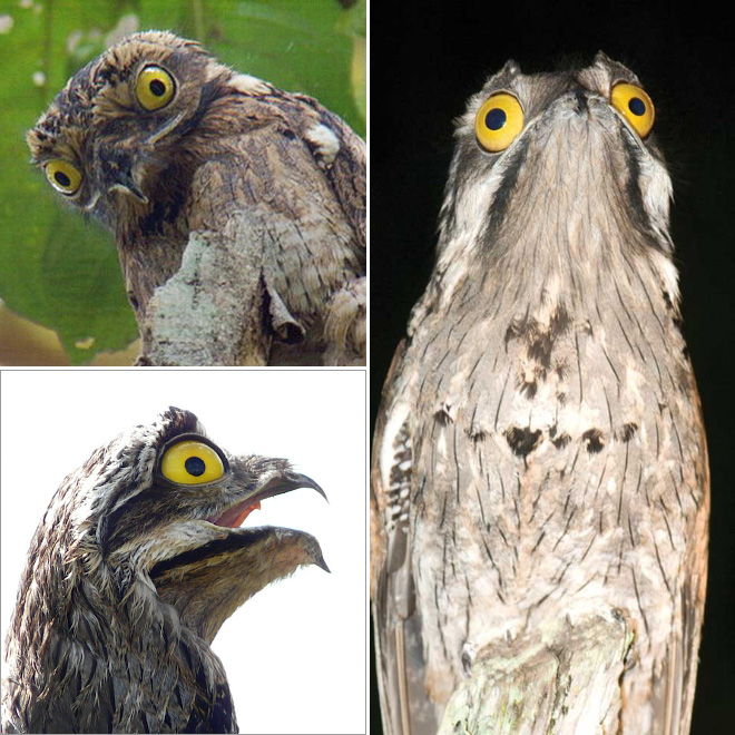 Potoo bird.