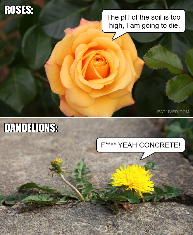 Not all flowers are the same. Some are way more badass than others.