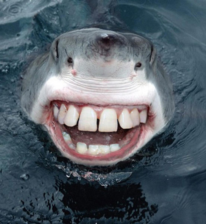 Sharks with human teeth look awesome!