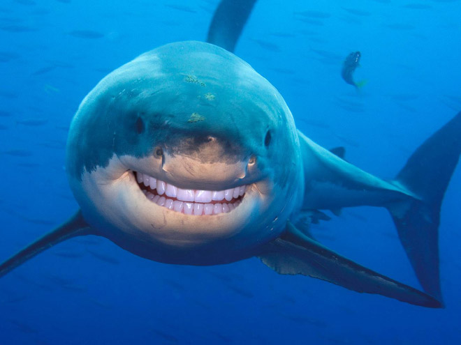 Sharks with human teeth look awesome!