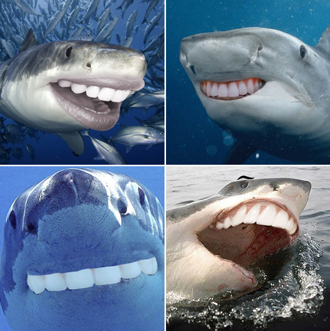 Sharks with human teeth look awesome!