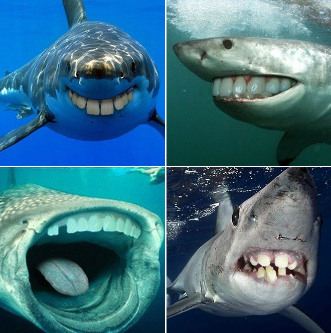 Sharks with human teeth look awesome!