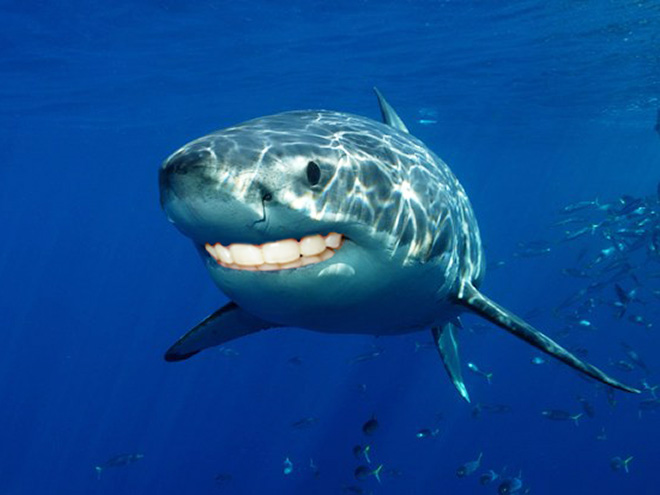 Sharks with human teeth look awesome!