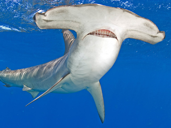 Sharks with human teeth look awesome!