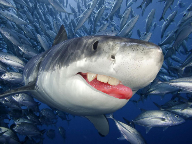 Sharks with human teeth look awesome!