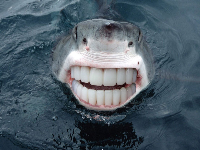 Sharks with human teeth look awesome!