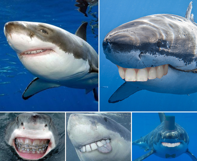 Sharks with human teeth look awesome!