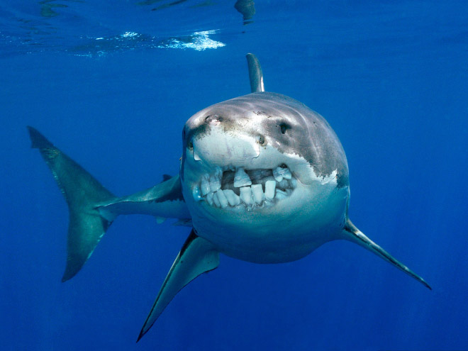 Sharks with human teeth look awesome!