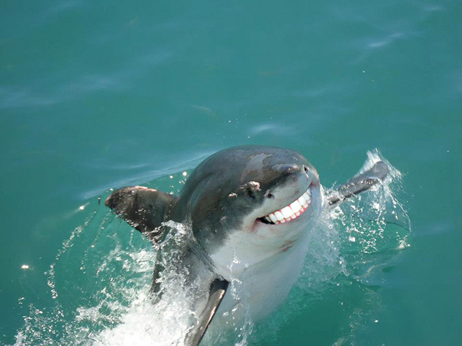 Sharks with human teeth look awesome!