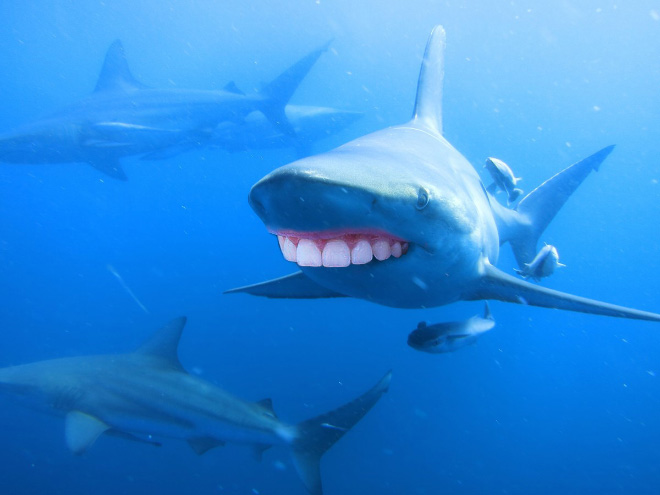 Sharks with human teeth look awesome!