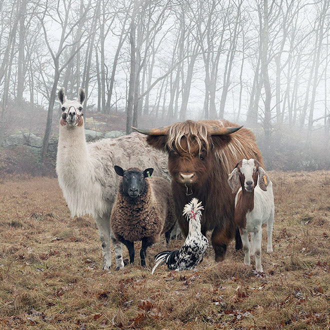 Cool animal band music album cover.