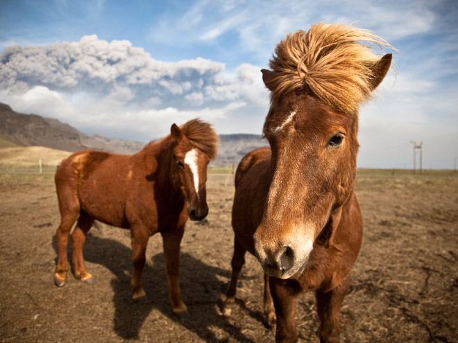 Cool animal band music album cover.