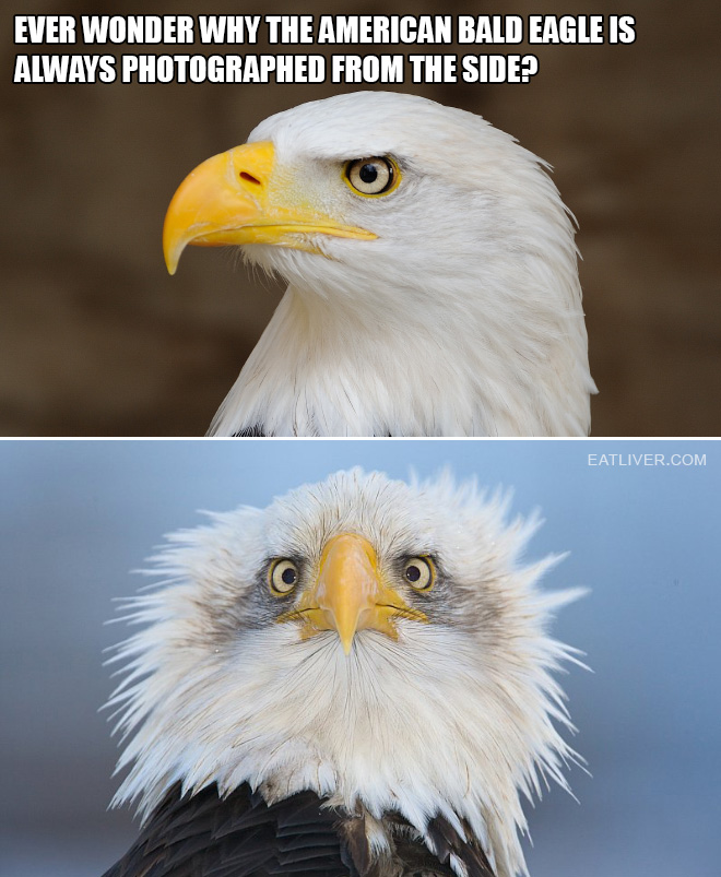 Ever wonder why the American bald eagle is always photographed from the side?