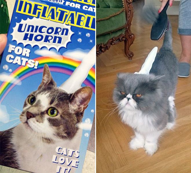 Inflatable unicorn hor for cats.