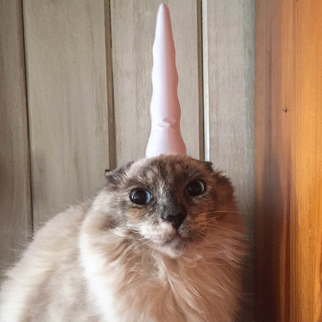 Inflatable unicorn hor for cats.