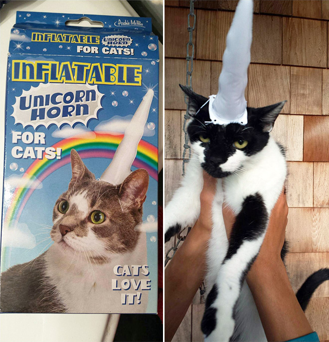 Inflatable unicorn hor for cats.