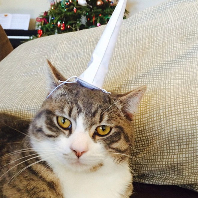 Inflatable unicorn hor for cats.