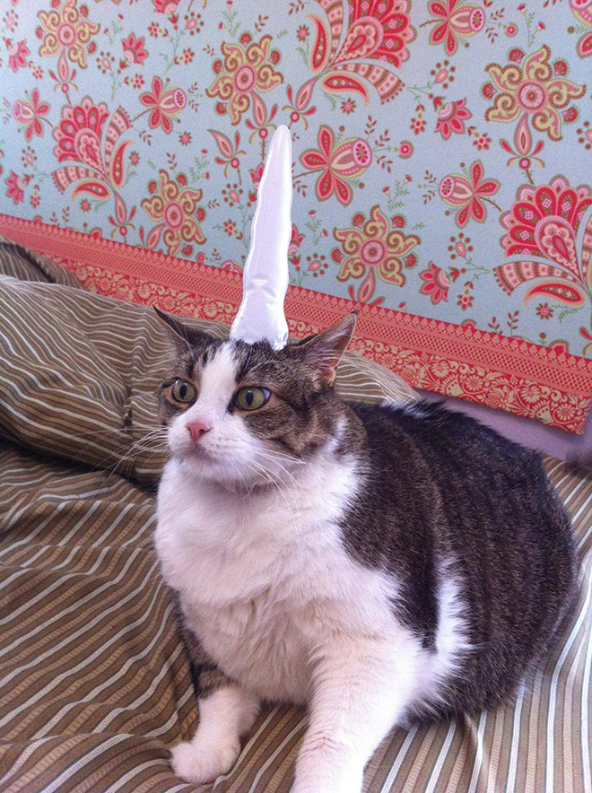 Inflatable unicorn hor for cats.