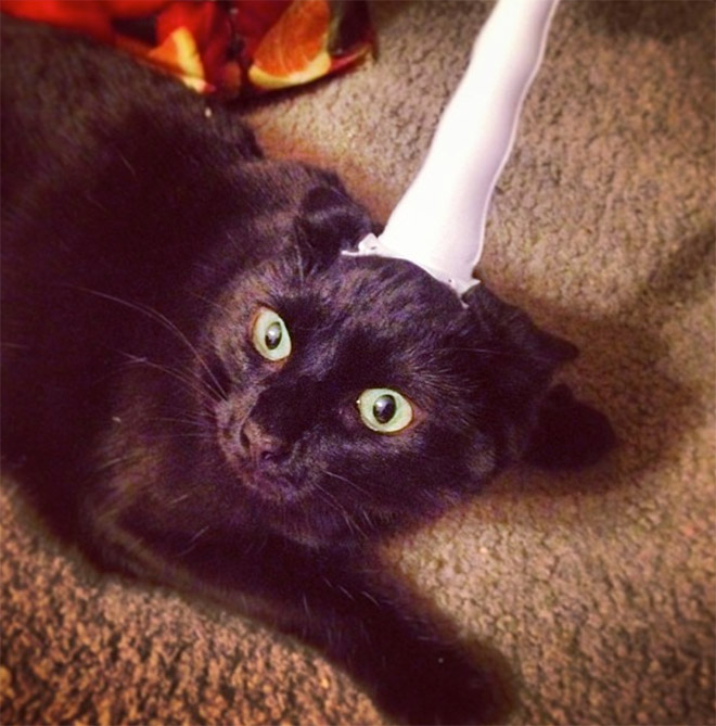 Inflatable unicorn hor for cats.