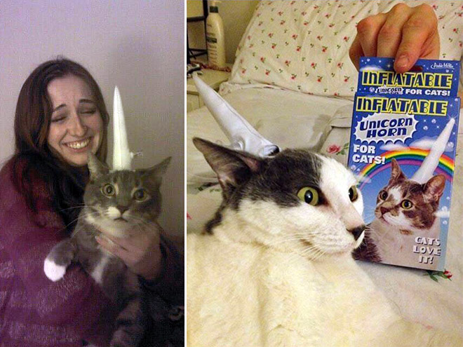 Inflatable unicorn hor for cats.