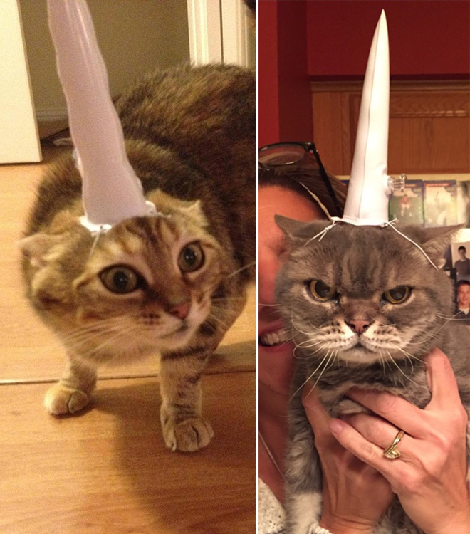 Inflatable unicorn hor for cats.