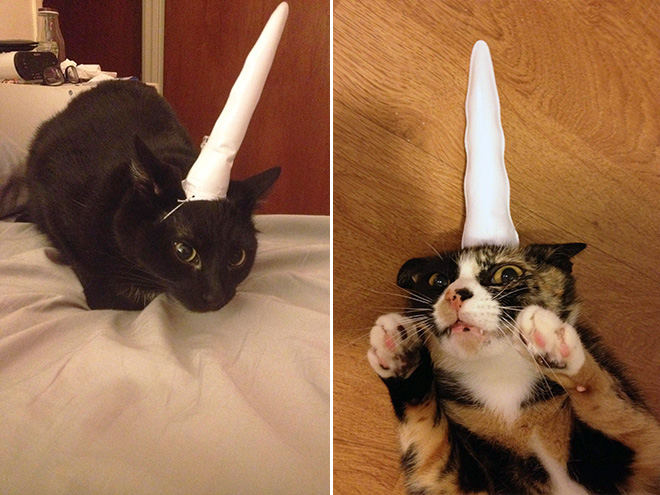 Inflatable unicorn hor for cats.