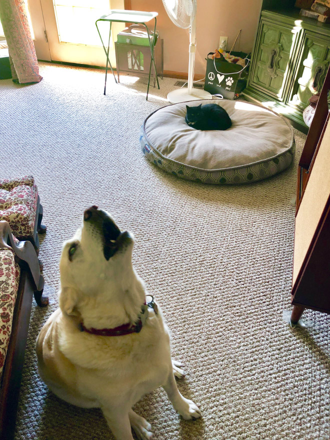 Dog bed stolen by cat.