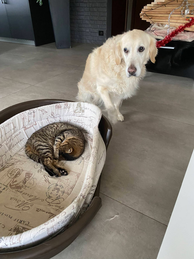 Dog bed stolen by cat.