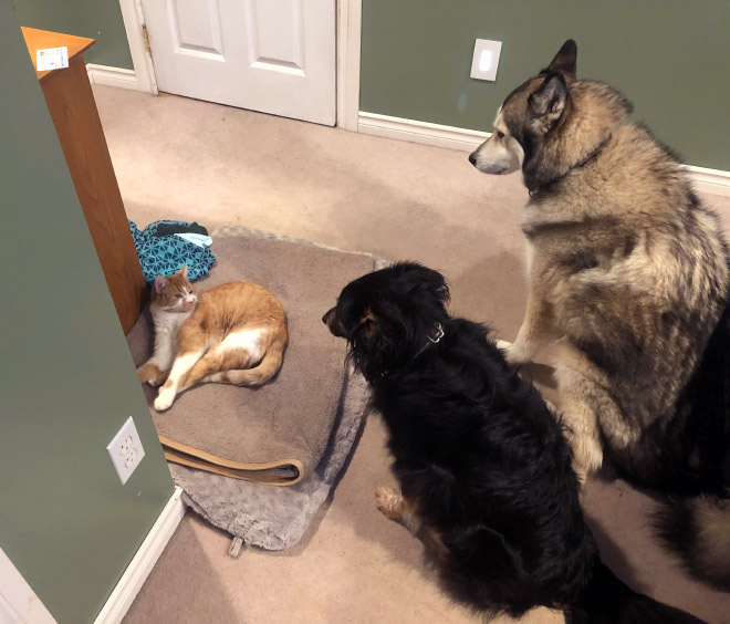 Dog bed stolen by cat.