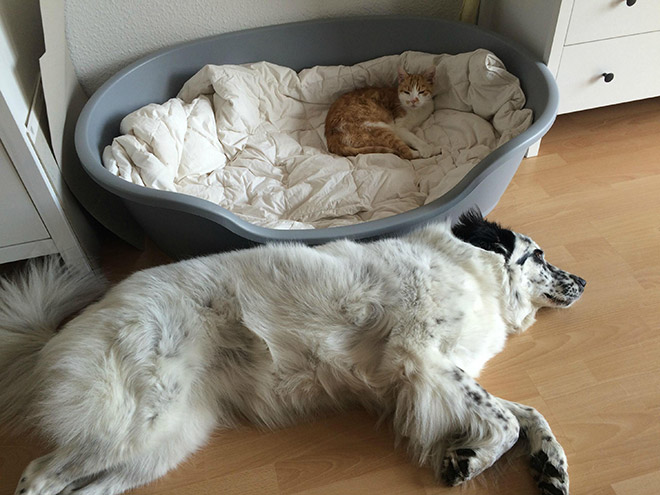 Dog bed stolen by cat.