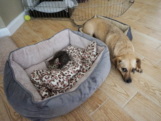 Dog bed stolen by cat.