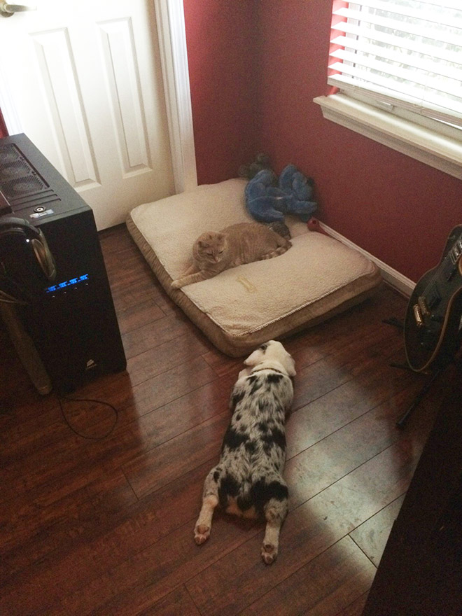 Dog bed stolen by cat.