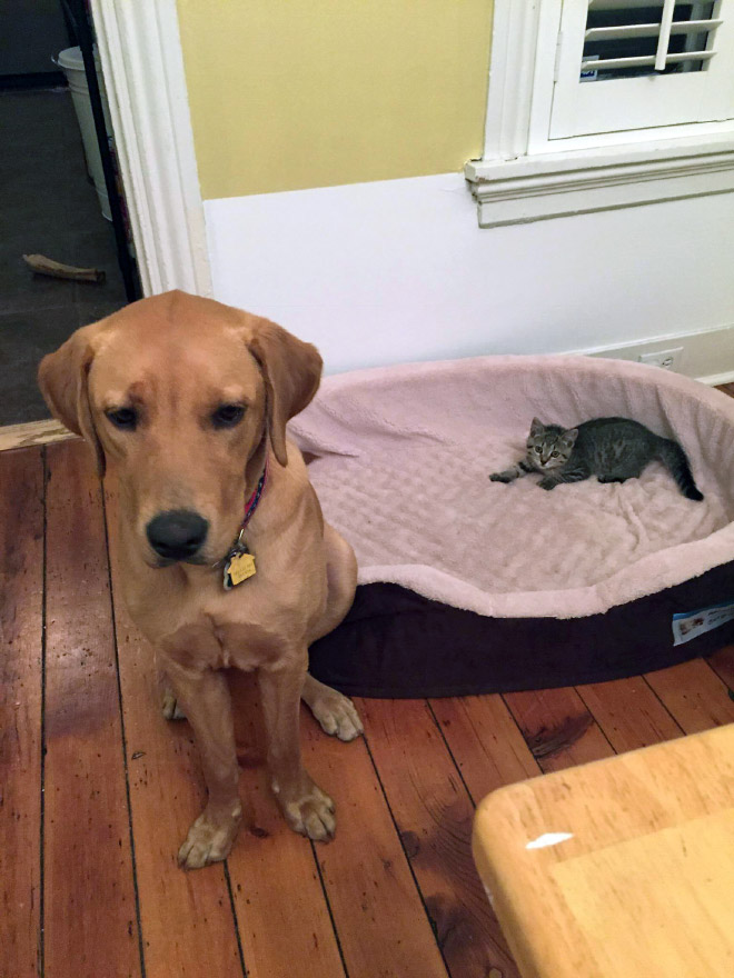 Dog bed stolen by cat.