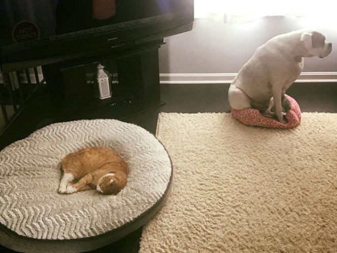 Dog bed stolen by cat.