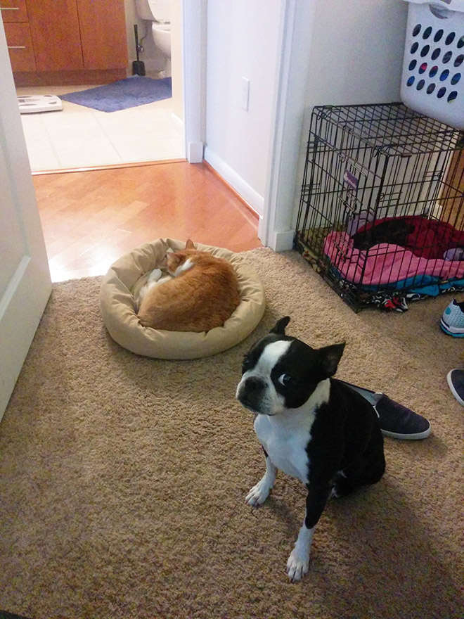 Dog bed stolen by cat.