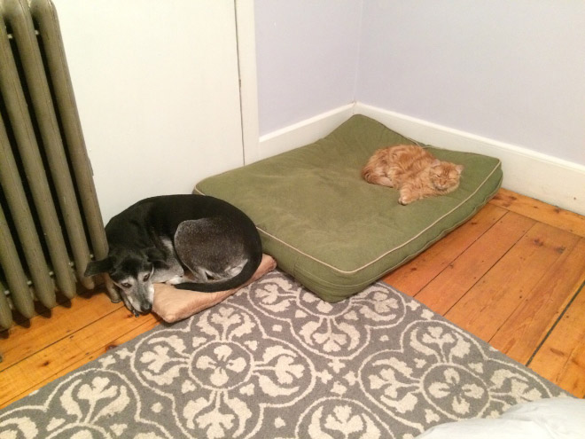 Dog bed stolen by cat.