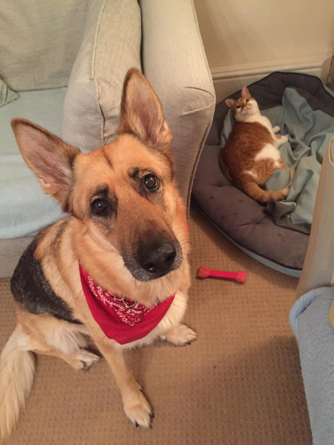 Dog bed stolen by cat.