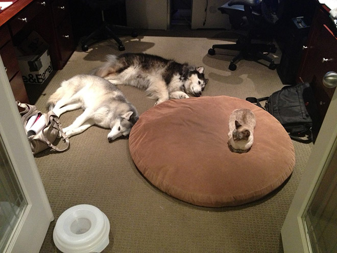 Dog bed stolen by cat.