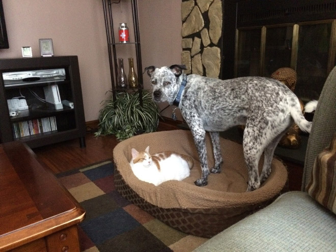 Dog bed stolen by cat.