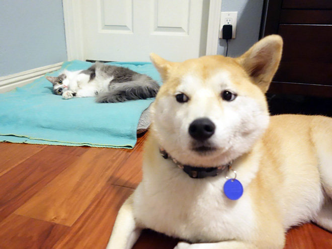 Dog bed stolen by cat.